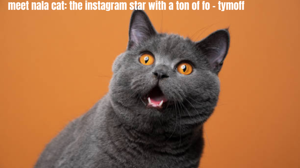 meet nala cat: the instagram star with a ton of fo - tymoff