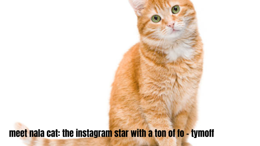 meet nala cat: the instagram star with a ton of fo - tymoff