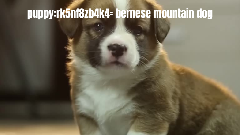 puppy:rk5nf8zb4k4= bernese mountain dog