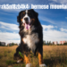 puppy:rk5nf8zb4k4= bernese mountain dog