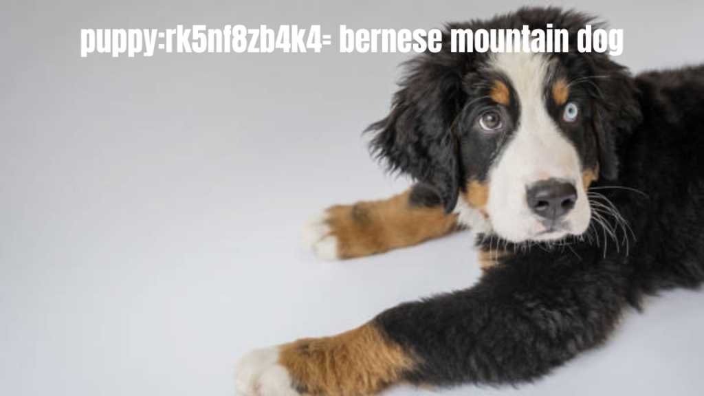 puppy:rk5nf8zb4k4= bernese mountain dog