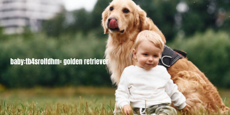 baby:tb4srolfdhm= golden retriever