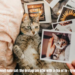 meet nala cat: the instagram star with a ton of fo - tymoff