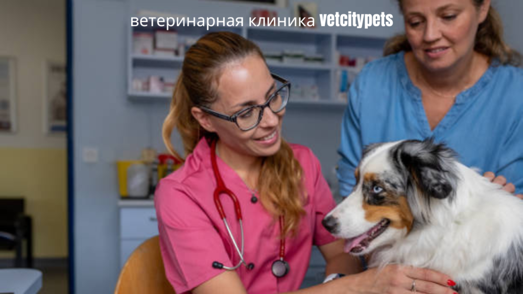 ветеринарная клиника vetcitypets