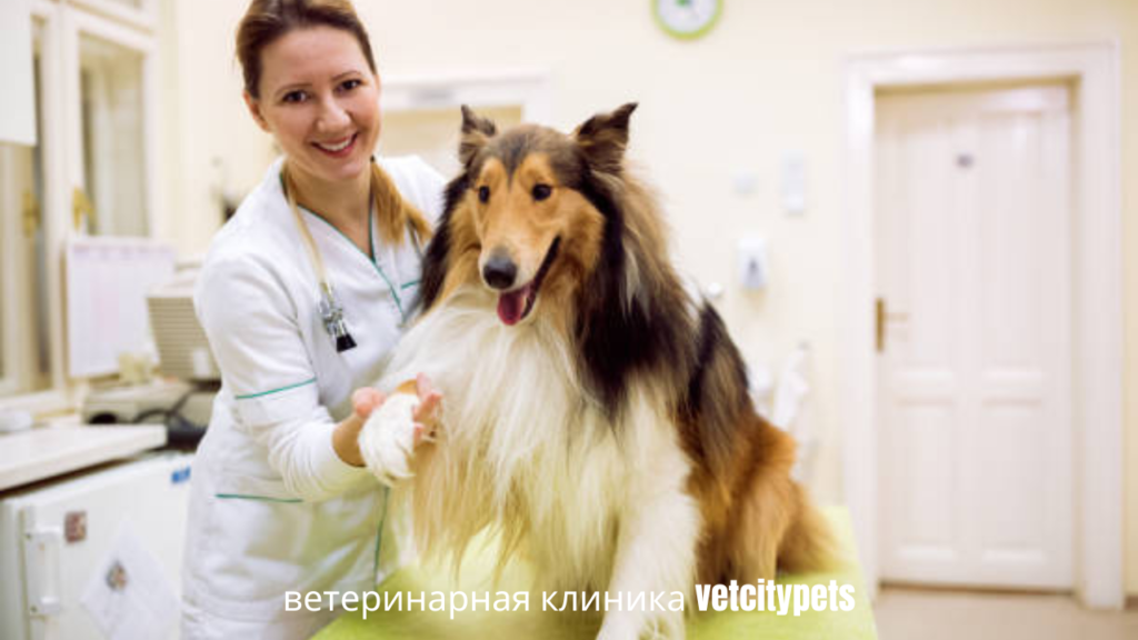 ветеринарная клиника vetcitypets