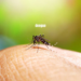 dengue
